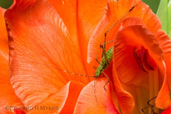 Bug On A Bloom